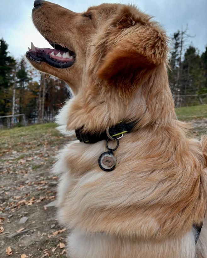 Balů 🦁 #propartaka #psiznamky #znamkysqrkodem #znamkypropsy #znamkyprepsov #znamkyprepsikov #chovatelskepotreby #inovace...