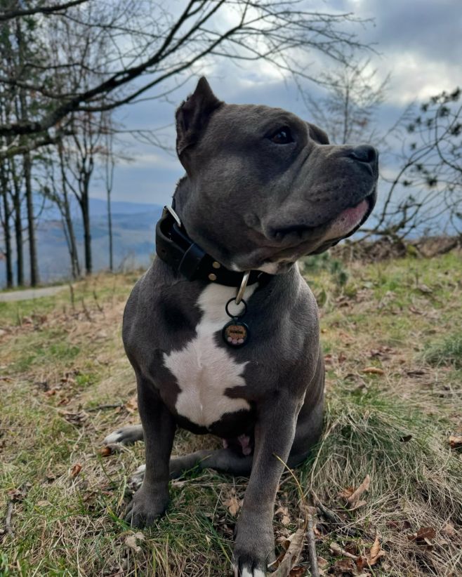 Jasmína 👑 #propartaka #psiznamky #znamkysqrkodem #znamkypropsy #znamkyprepsov #znamkyprepsikov #chovatelskepotreby...